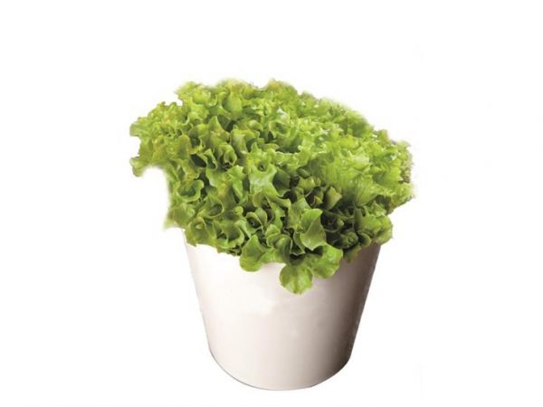 Lettuces
